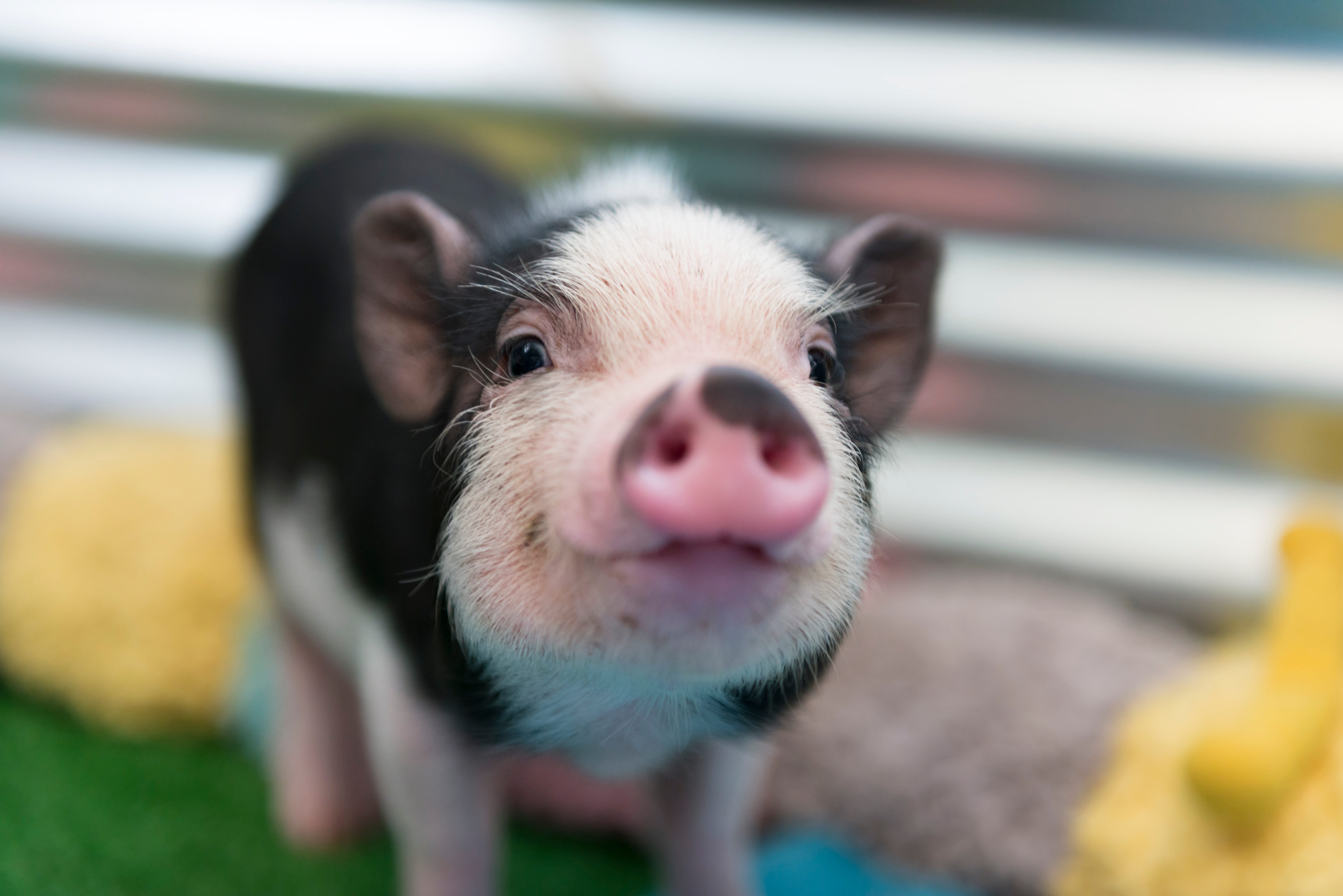 Pig Pals Sanctuary, Pet Pigs, Pot Bellied Pig Rescue Pig Pals Sanctuary, Pet Pigs, Pot Bellied Pig Rescue